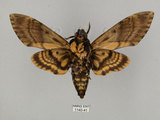 中文名:人面天蛾(1140-41)學名:Acherontia lachesis (Fabricius, 1798)(1140-41)中文別名:鬼臉天蛾