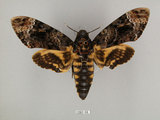 中文名:人面天蛾(1282-34)學名:Acherontia lachesis (Fabricius, 1798)(1282-34)中文別名:鬼臉天蛾