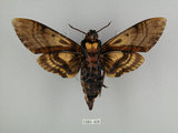 中文名:人面天蛾(1282-459)學名:Acherontia lachesis (Fabricius, 1798)(1282-459)中文別名:鬼臉天蛾