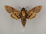 中文名:人面天蛾(1282-538)學名:Acherontia lachesis (Fabricius, 1798)(1282-538)中文別名:鬼臉天蛾