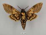 中文名:人面天蛾(1282-596)學名:Acherontia lachesis (Fabricius, 1798)(1282-596)中文別名:鬼臉天蛾