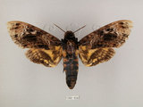 中文名:人面天蛾(1282-656)學名:Acherontia lachesis (Fabricius, 1798)(1282-656)中文別名:鬼臉天蛾