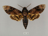 中文名:人面天蛾(1282-669)學名:Acherontia lachesis (Fabricius, 1798)(1282-669)中文別名:鬼臉天蛾