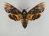 中文名:人面天蛾(1282-712)學名:Acherontia lachesis (Fabricius, 1798)(1282-712)中文別名:鬼臉天蛾