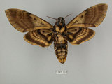 中文名:人面天蛾(1282-718)學名:Acherontia lachesis (Fabricius, 1798)(1282-718)中文別名:鬼臉天蛾