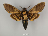 中文名:人面天蛾(1282-751)學名:Acherontia lachesis (Fabricius, 1798)(1282-751)中文別名:鬼臉天蛾