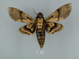 中文名:人面天蛾(1282-774)學名:Acherontia lachesis (Fabricius, 1798)(1282-774)中文別名:鬼臉天蛾