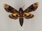 中文名:人面天蛾(1282-774)學名:Acherontia lachesis (Fabricius, 1798)(1282-774)中文別名:鬼臉天蛾