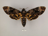 中文名:人面天蛾(211-3)學名:Acherontia lachesis (Fabricius, 1798)(211-3)中文別名:鬼臉天蛾