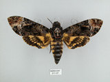 中文名:人面天蛾(211-37)學名:Acherontia lachesis (Fabricius, 1798)(211-37)中文別名:鬼臉天蛾