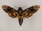 中文名:人面天蛾(211-5)學名:Acherontia lachesis (Fabricius, 1798)(211-5)中文別名:鬼臉天蛾