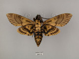 中文名:人面天蛾(244-12)學名:Acherontia lachesis (Fabricius, 1798)(244-12)中文別名:鬼臉天蛾