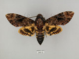 中文名:人面天蛾(244-12)學名:Acherontia lachesis (Fabricius, 1798)(244-12)中文別名:鬼臉天蛾