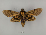 中文名:人面天蛾(244-19)學名:Acherontia lachesis (Fabricius, 1798)(244-19)中文別名:鬼臉天蛾