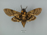 中文名:人面天蛾(244-20)學名:Acherontia lachesis (Fabricius, 1798)(244-20)中文別名:鬼臉天蛾