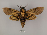 中文名:人面天蛾(244-21)學名:Acherontia lachesis (Fabricius, 1798)(244-21)中文別名:鬼臉天蛾