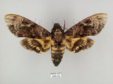 中文名:人面天蛾(245-14)學名:Acherontia lachesis (Fabricius, 1798)(245-14)中文別名:鬼臉天蛾
