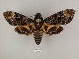 中文名:人面天蛾(245-9)學名:Acherontia lachesis (Fabricius, 1798)(245-9)中文別名:鬼臉天蛾