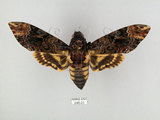 中文名:人面天蛾(246-21)學名:Acherontia lachesis (Fabricius, 1798)(246-21)中文別名:鬼臉天蛾
