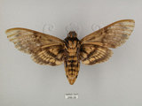 中文名:人面天蛾(248-38)學名:Acherontia lachesis (Fabricius, 1798)(248-38)中文別名:鬼臉天蛾