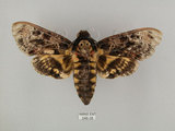 中文名:人面天蛾(248-38)學名:Acherontia lachesis (Fabricius, 1798)(248-38)中文別名:鬼臉天蛾