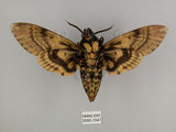 中文名:人面天蛾(2680-1547)學名:Acherontia lachesis (Fabricius, 1798)(2680-1547)中文別名:鬼臉天蛾