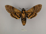 中文名:人面天蛾(4043-862)學名:Acherontia lachesis (Fabricius, 1798)(4043-862)中文別名:鬼臉天蛾
