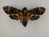 中文名:人面天蛾(67-270)學名:Acherontia lachesis (Fabricius, 1798)(67-270)中文別名:鬼臉天蛾