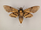中文名:人面天蛾(740-191)學名:Acherontia lachesis (Fabricius, 1798)(740-191)中文別名:鬼臉天蛾