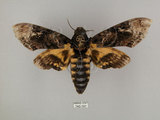 中文名:人面天蛾(740-191)學名:Acherontia lachesis (Fabricius, 1798)(740-191)中文別名:鬼臉天蛾