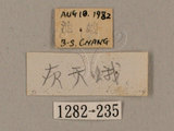 中文名:鋸線天蛾(1282-235)