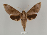中文名:鋸線天蛾(1282-235)學名:Acosmerycoides harterti (Rothschid, 1895)(1282-235)中文別名:灰天蛾