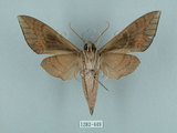 中文名:鋸線天蛾(1282-449)學名:Acosmerycoides harterti (Rothschid, 1895)(1282-449)中文別名:灰天蛾