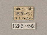 中文名:鋸線天蛾(1282-492)