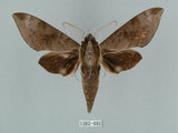中文名:鋸線天蛾(1282-492)學名:Acosmerycoides harterti (Rothschid, 1895)(1282-492)中文別名:灰天蛾