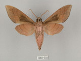中文名:鋸線天蛾(1282-531)學名:Acosmerycoides harterti (Rothschid, 1895)(1282-531)中文別名:灰天蛾