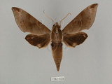 中文名:鋸線天蛾(1282-659)學名:Acosmerycoides harterti (Rothschid, 1895)(1282-659)中文別名:灰天蛾