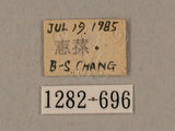 中文名:鋸線天蛾(1282-696)