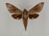 中文名:鋸線天蛾(1282-696)學名:Acosmerycoides harterti (Rothschid, 1895)(1282-696)中文別名:灰天蛾