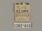 中文名:鋸線天蛾(1282-816)