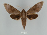 中文名:鋸線天蛾(1282-816)學名:Acosmerycoides harterti (Rothschid, 1895)(1282-816)中文別名:灰天蛾