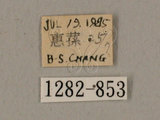 中文名:鋸線天蛾(1282-853)