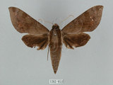 中文名:鋸線天蛾(1282-853)學名:Acosmerycoides harterti (Rothschid, 1895)(1282-853)中文別名:灰天蛾
