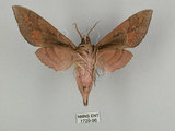 中文名:鋸線天蛾(1729-96)學名:Acosmerycoides harterti (Rothschid, 1895)(1729-96)中文別名:灰天蛾