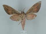 中文名:鋸線天蛾(2002-223)學名:Acosmerycoides harterti (Rothschid, 1895)(2002-223)中文別名:灰天蛾