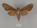 中文名:鋸線天蛾(2114-3)學名:Acosmerycoides harterti (Rothschid, 1895)(2114-3)中文別名:灰天蛾