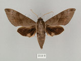 中文名:鋸線天蛾(2114-9)學名:Acosmerycoides harterti (Rothschid, 1895)(2114-9)中文別名:灰天蛾