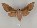中文名:鋸線天蛾(2115-59)學名:Acosmerycoides harterti (Rothschid, 1895)(2115-59)中文別名:灰天蛾