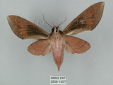 中文名:鋸線天蛾(2909-1307)學名:Acosmerycoides harterti (Rothschid, 1895)(2909-1307)中文別名:灰天蛾