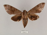 中文名:鋸線天蛾(514-31)學名:Acosmerycoides harterti (Rothschid, 1895)(514-31)中文別名:灰天蛾